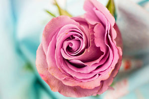 framedcanvas-print-roseblossom-in-pink