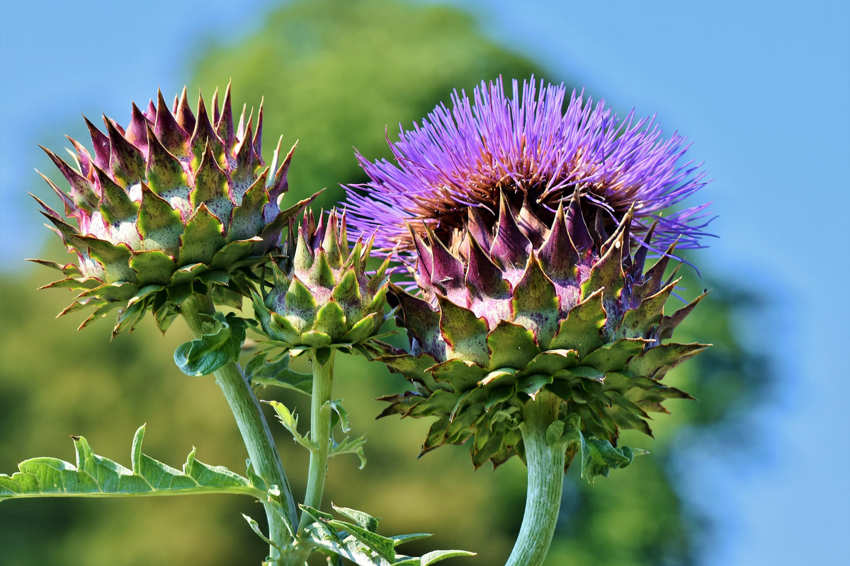 modern-3-piece-acrylic-print-the-artichoke-xl