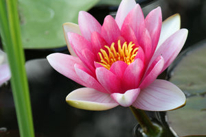3-piece-acrylic-print-the-water-lily-in-pink