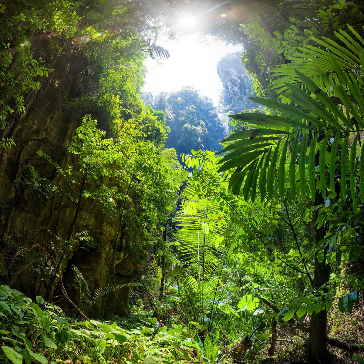 canvas-print-clearing-in-the-jungle