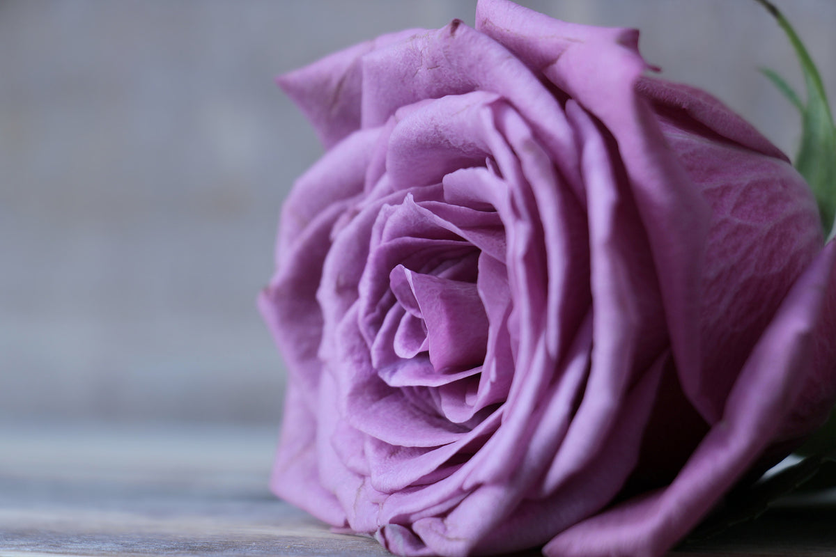 3-piece-aluminium-print-rose-in-purple-xxl