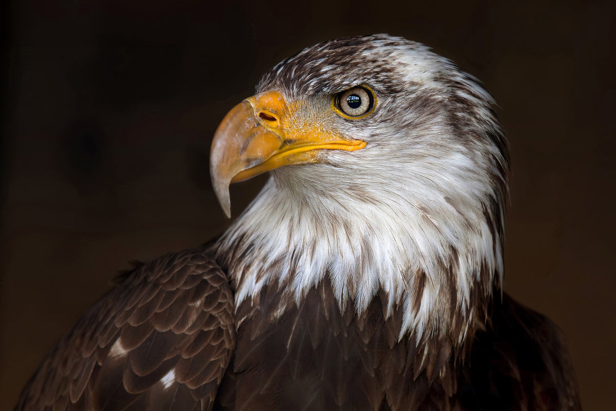 framedposter-print-caged-eagle