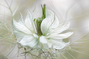 acrylic-print-nigella-xdf