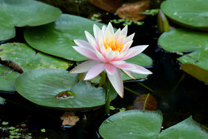 poster-print-the-proud-water-lily