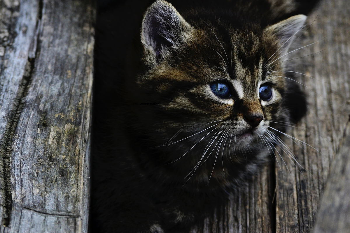 acrylic-print-cats-child