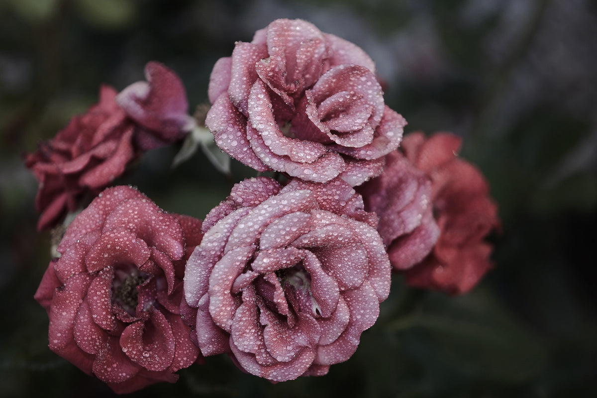 modern-3-piece-canvas-print-romantic-roses