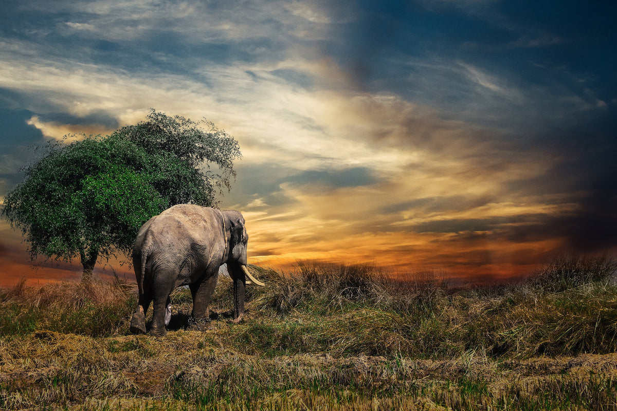 framedposter-print-the-elephant-in-the-sunset