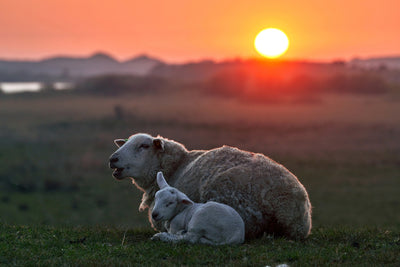 poster-print-sleep-well-sheep-x