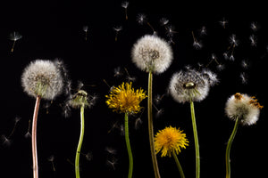 framedposter-print-the-phases-of-dandelion