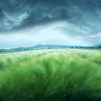 acrylic-print-barley-field
