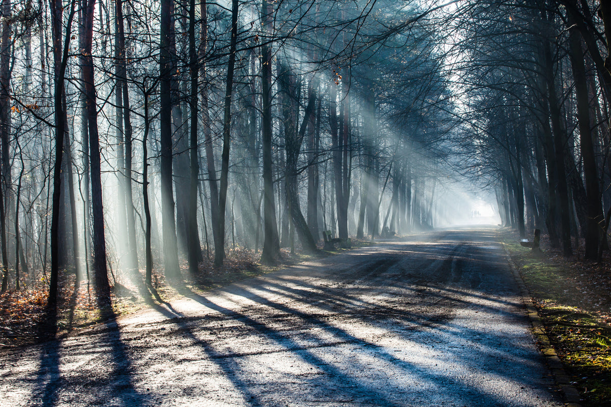3-piece-acrylic-print-forest-in-the-light-beam