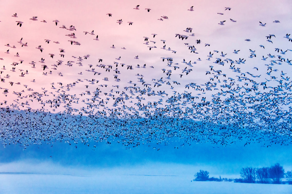 3-piece-aluminium-print-flying-in-the-fogging-morning