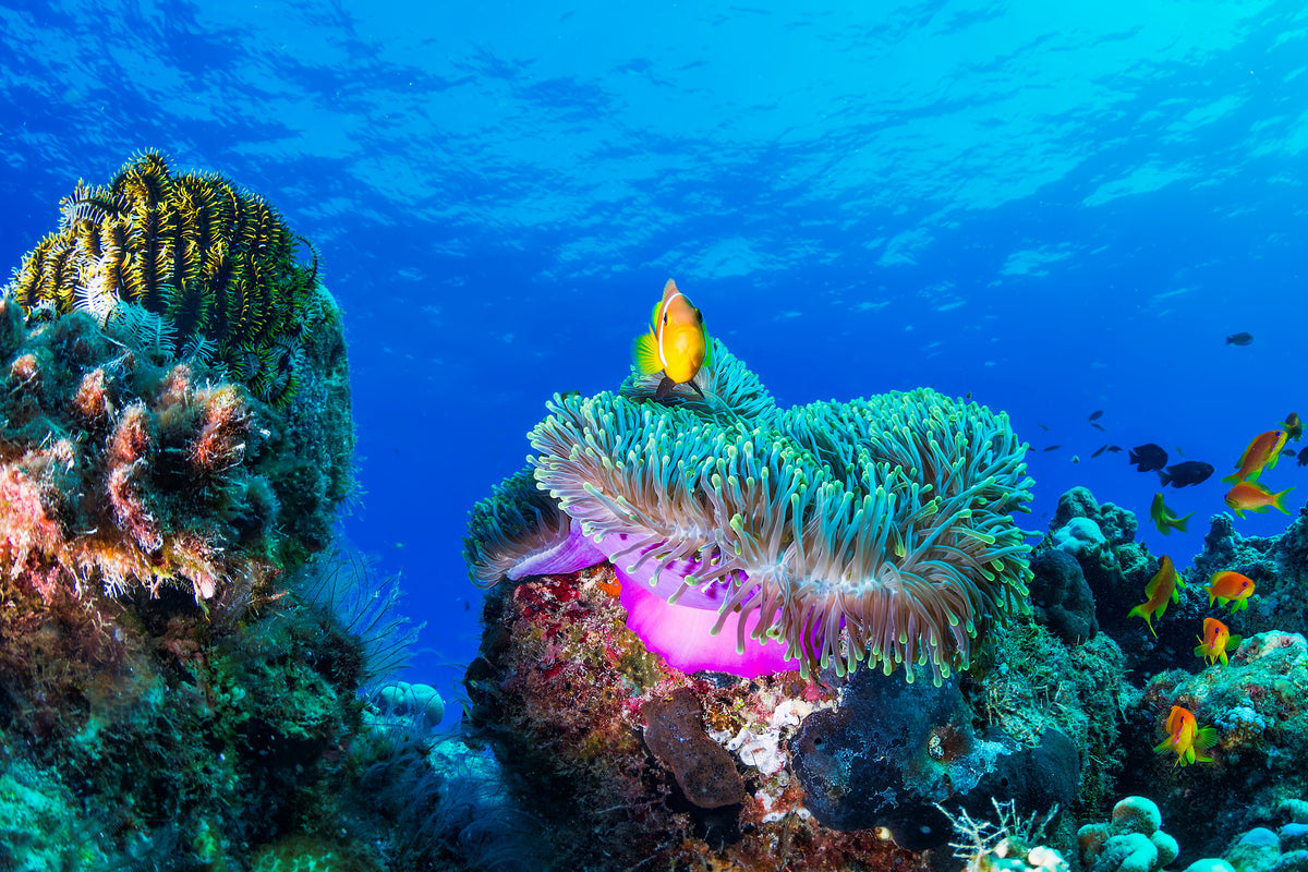 aluminium-print-sea-life