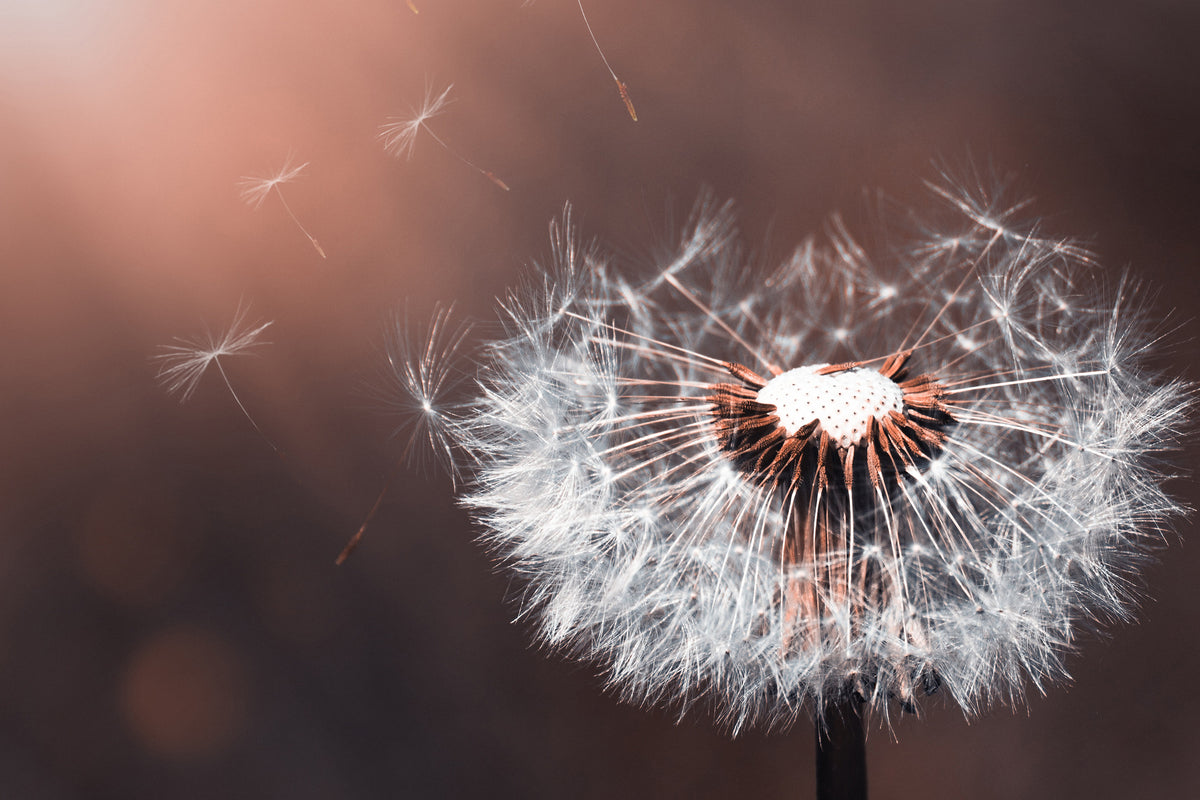poster-print-dandelion-in-the-evening-light