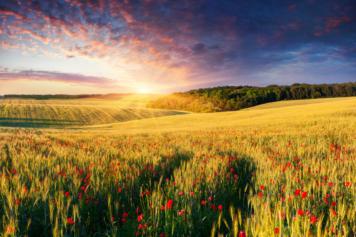 canvas-print-a-flower-field-at-sunrise