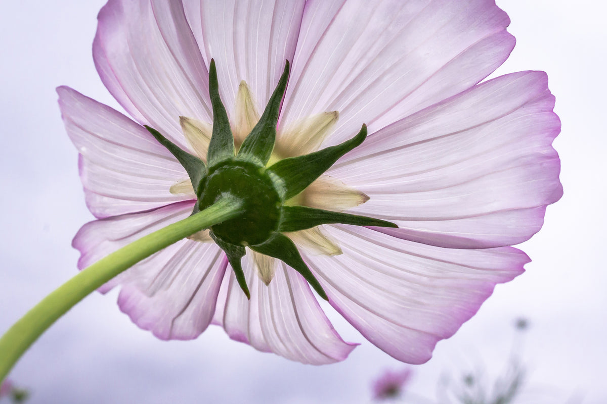 modern-3-piece-acrylic-print-the-cosmos-flower