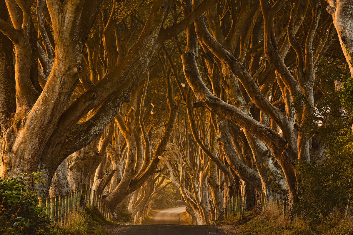 canvas-print-early-morning-dark-hedges