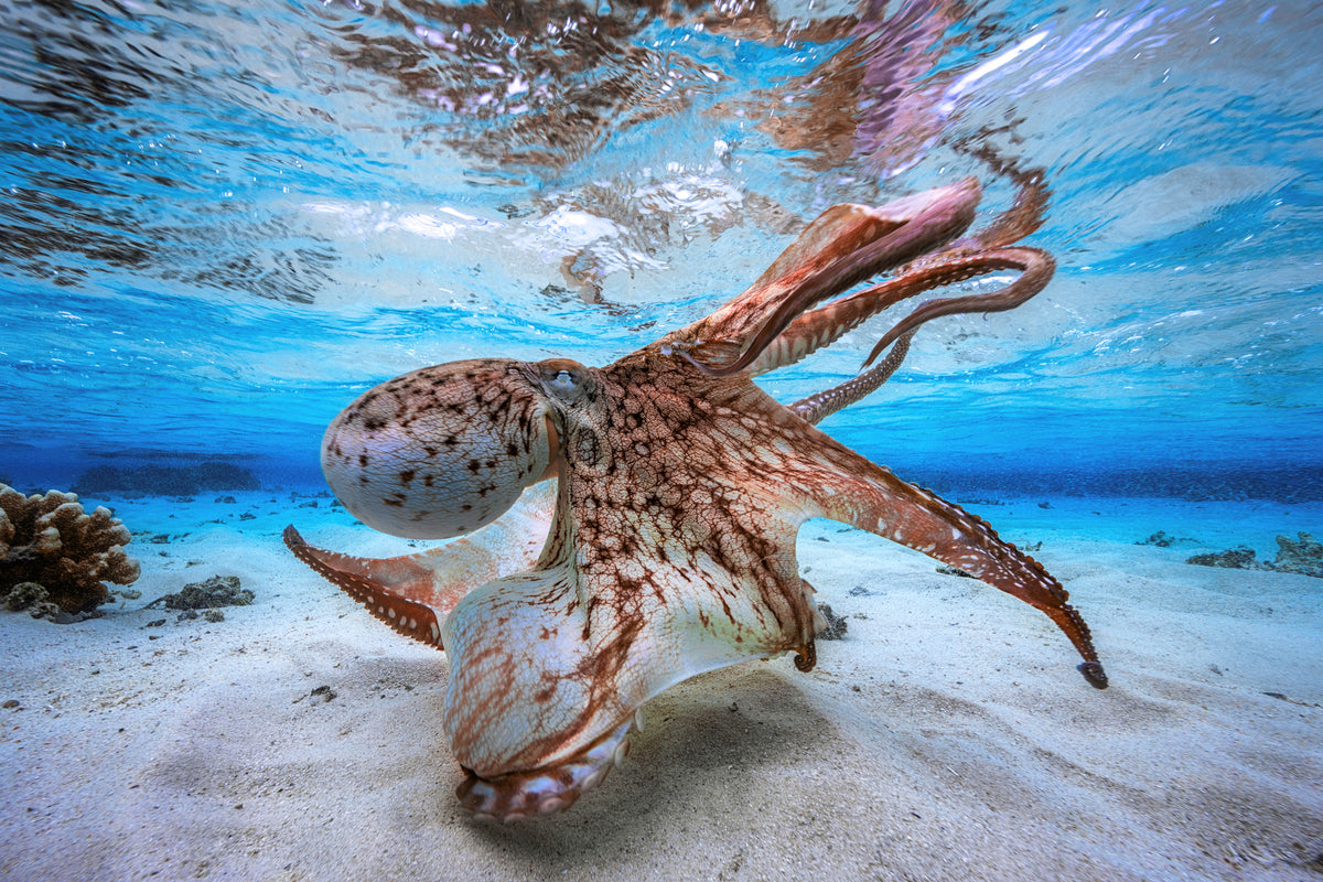 aluminium-print-dancing-octopus