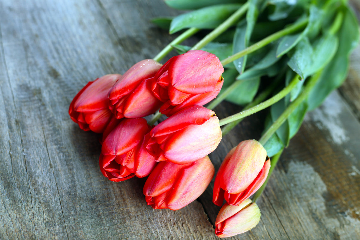 framedcanvas-print-the-red-tulip-bouquet