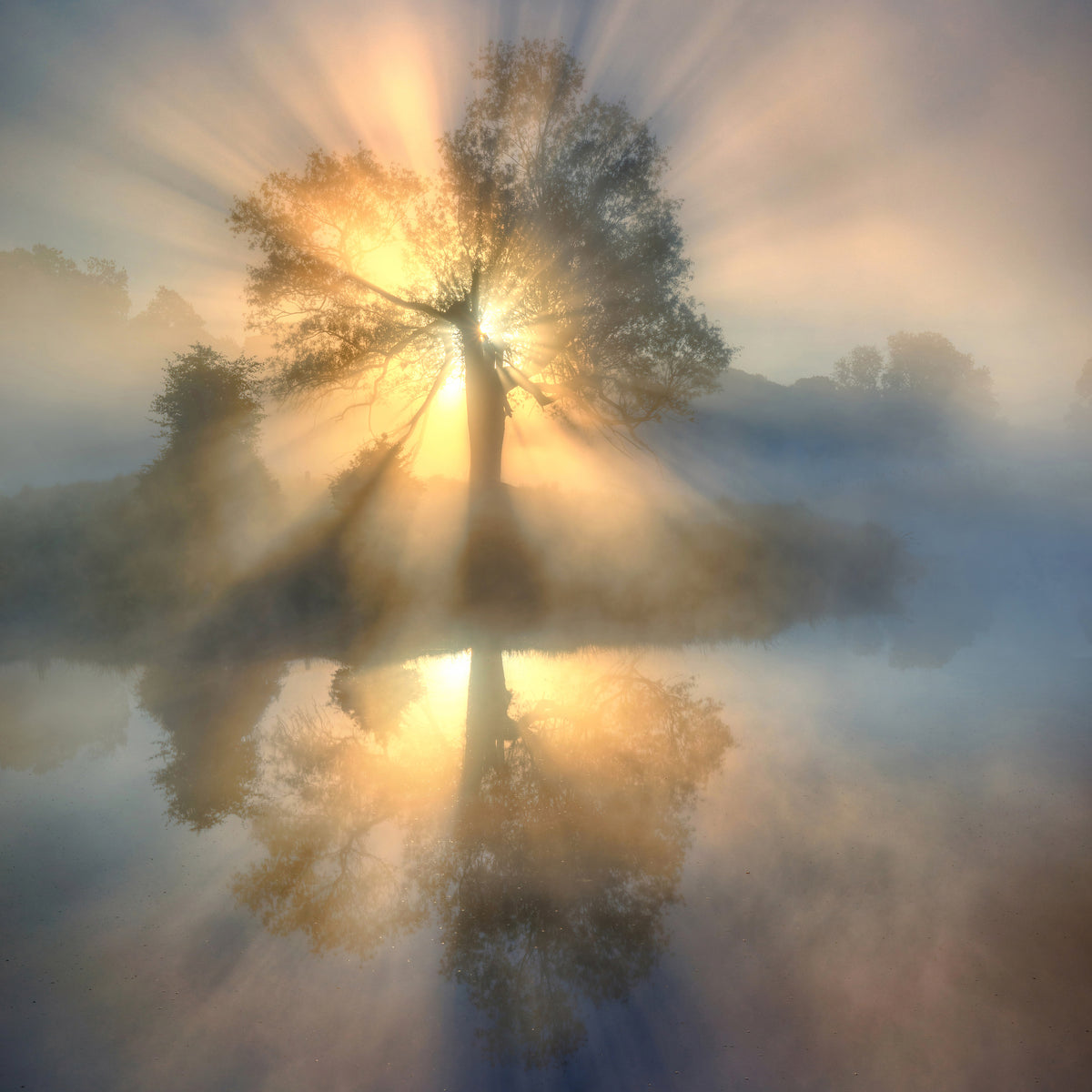 acrylic-print-tree-of-light-x