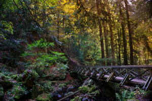 3-piece-aluminium-print-the-forest-bridge
