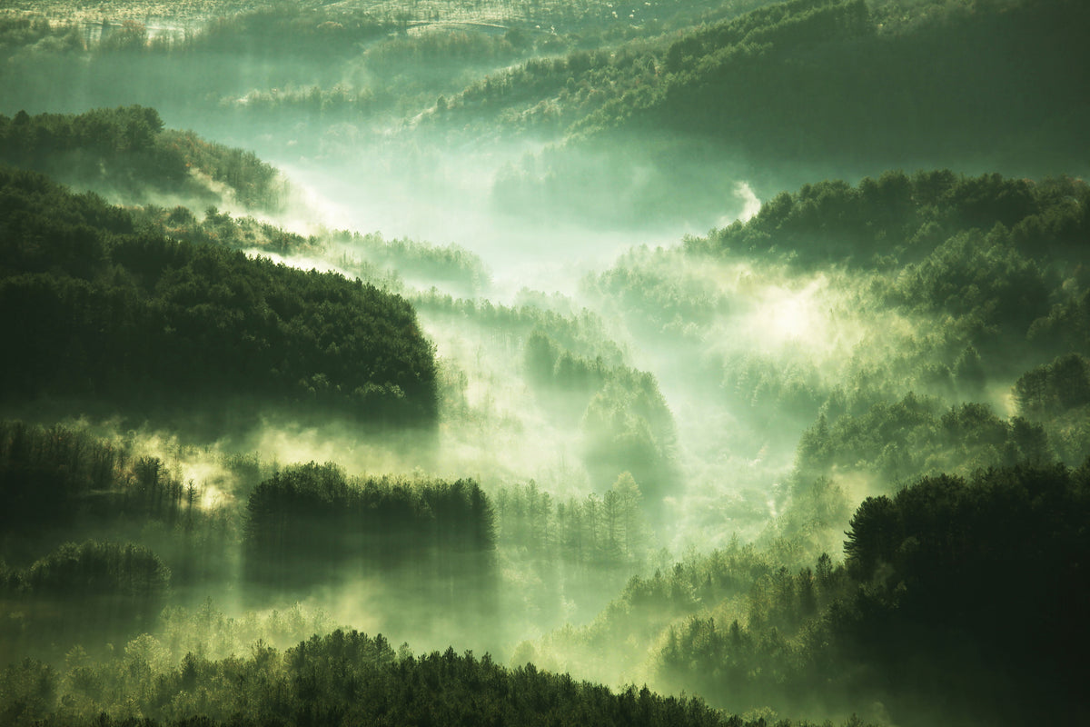 canvas-print-over-the-woods