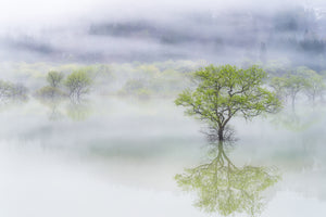 canvas-print-dreamy-tree-x