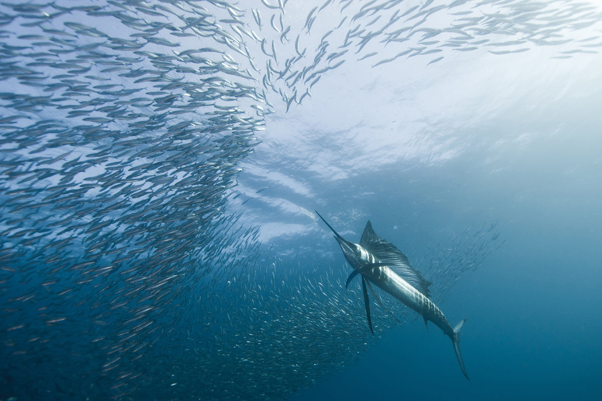 framedcanvas-print-hunter-and-the-hunted-x