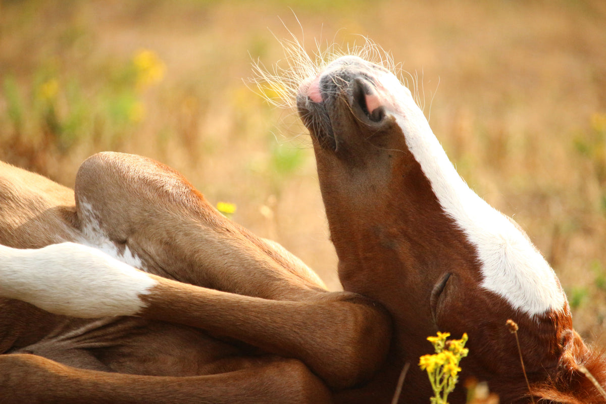 canvas-print-the-sleeping-horse