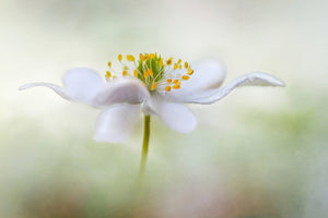 aluminium-print-nemorosa