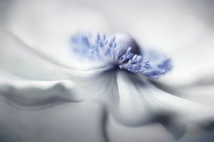 poster-print-anemone-spirit