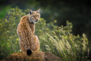 framedcanvas-print-wild-look-x