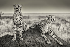 acrylic-print-two-cheetahs-watching-out