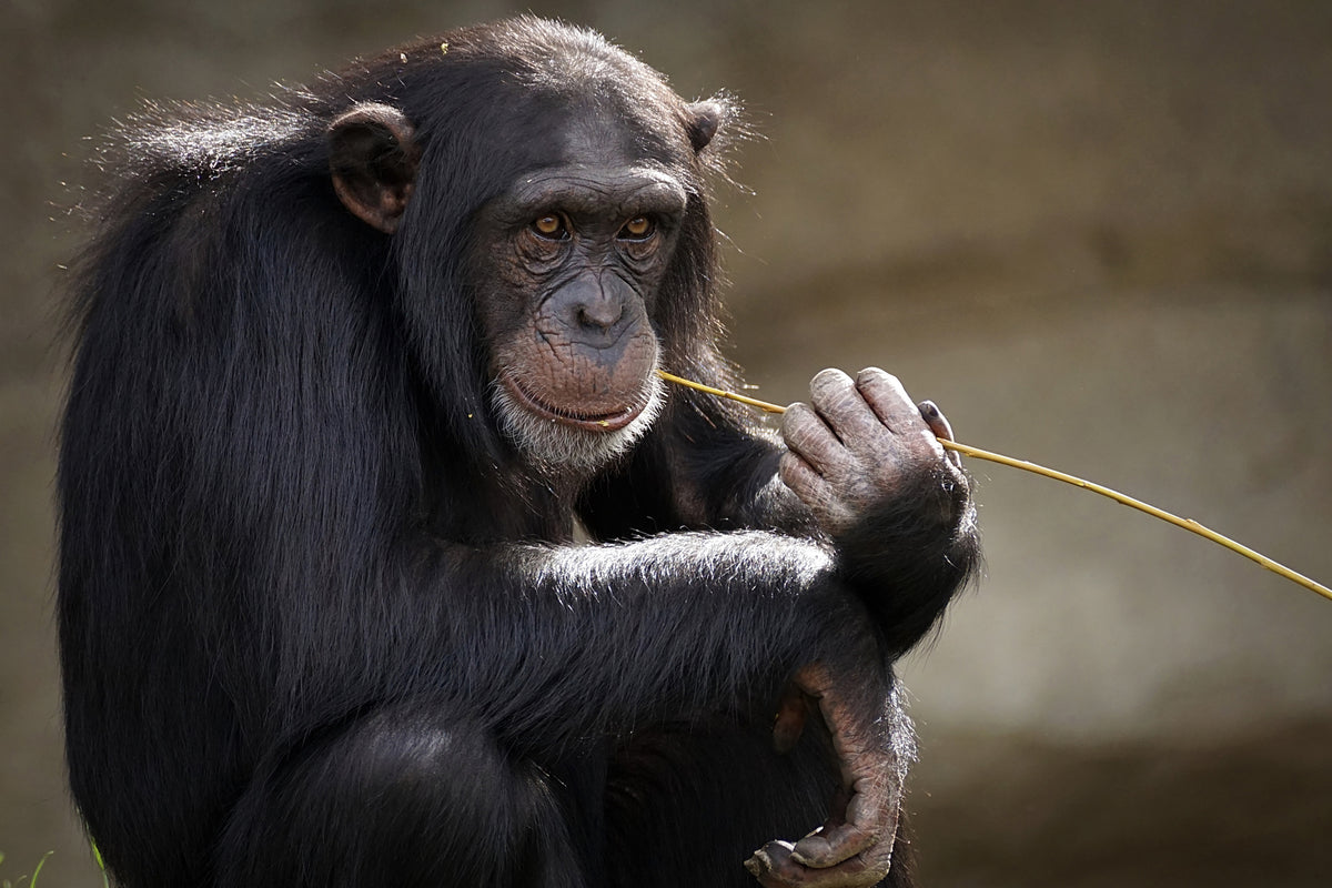 3-piece-canvas-print-sweet-chimpanzee