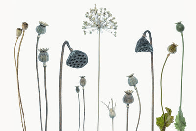 poster-print-seed-heads-x