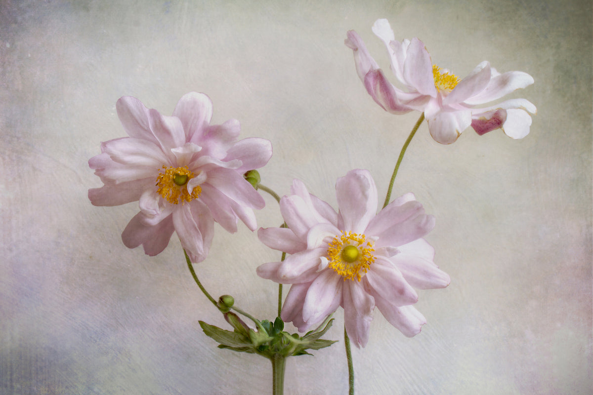 framedposter-print-anemones