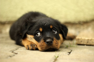 acrylic-print-sweet-rottweiler-puppy