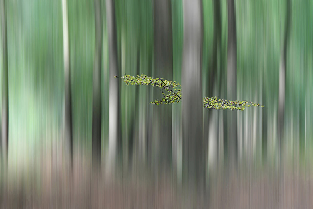 acrylic-print-summermorning