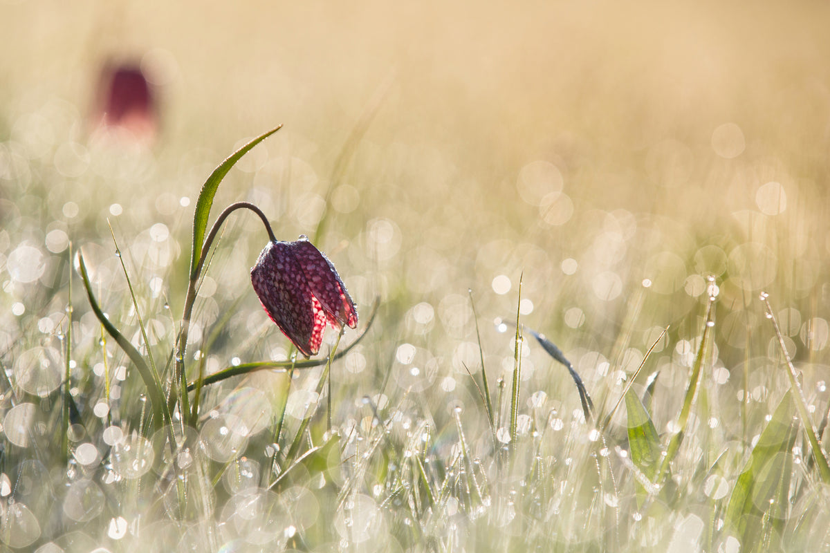 canvas-print-morningdew