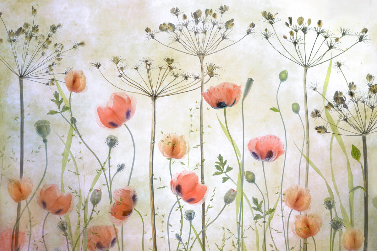 aluminium-print-poppy-meadow-x