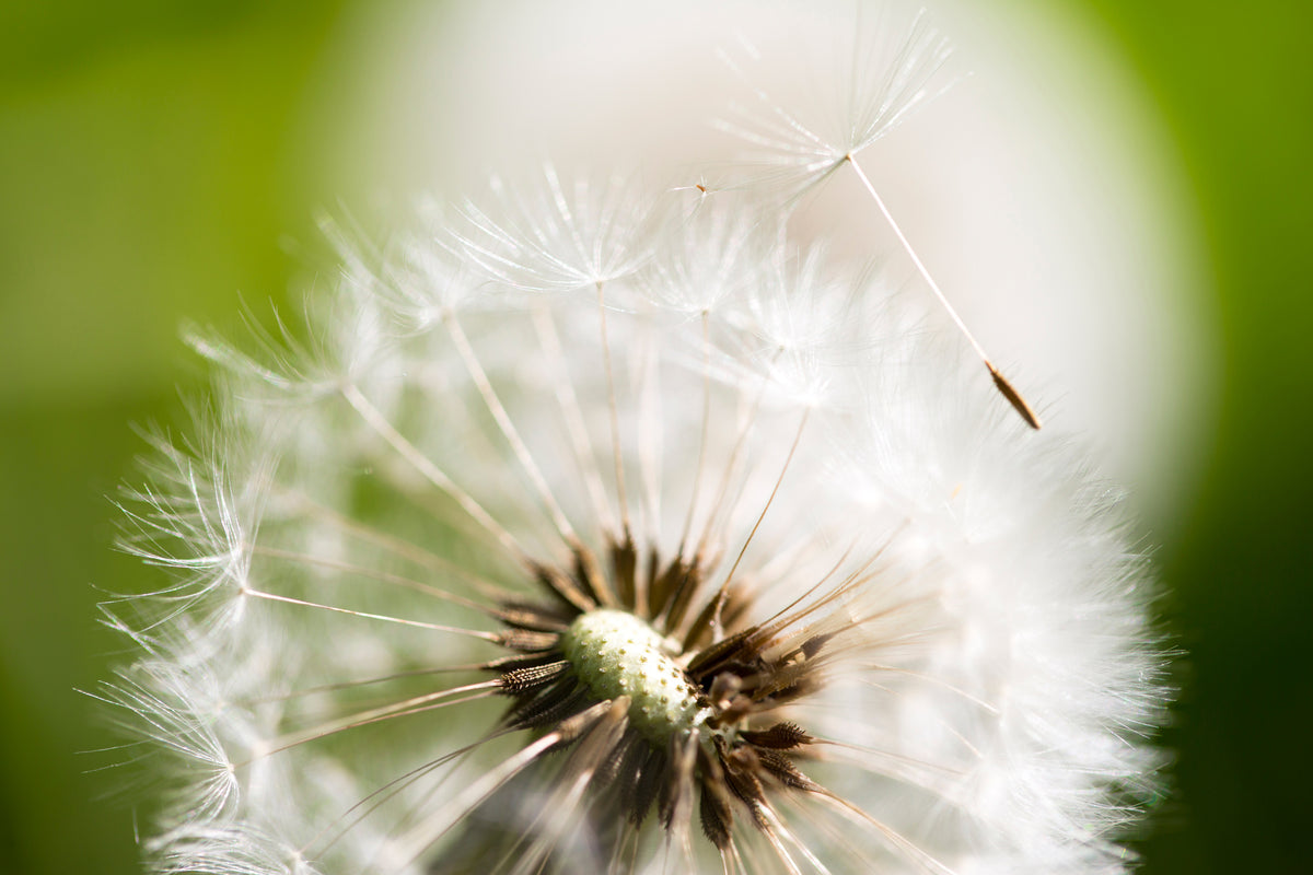 modern-3-piece-aluminium-print-blowball-dandelion