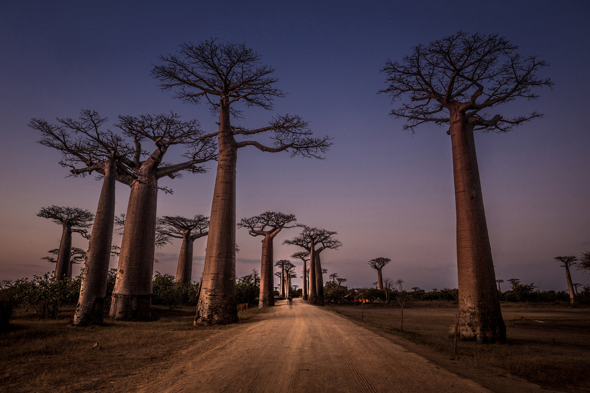 framedposter-print-allace-des-baobabs-x