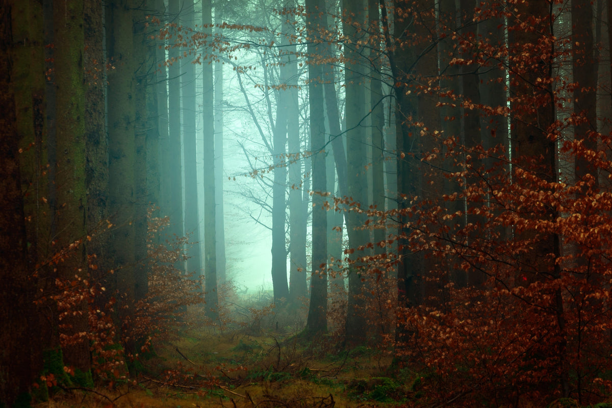 framedcanvas-print-mood-in-the-forest