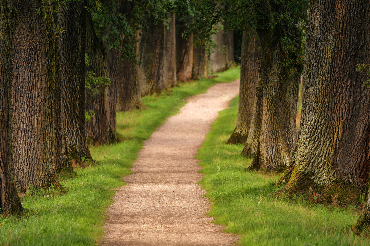 modern-3-piece-aluminium-print-a-path-in-the-forest