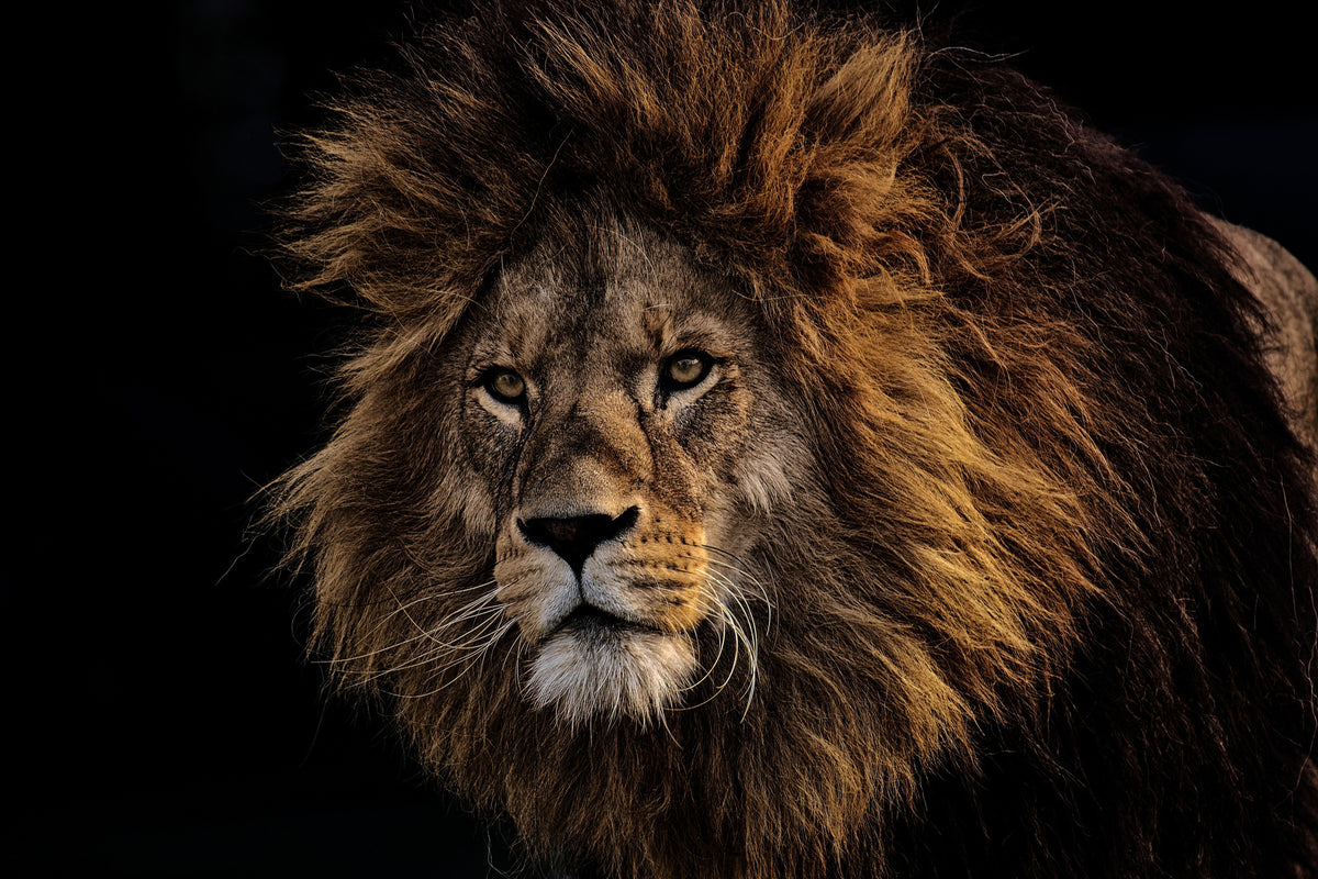 canvas-print-portrait-of-a-lion