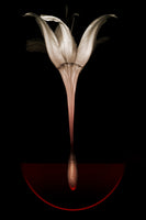 framedcanvas-print-floating-lily