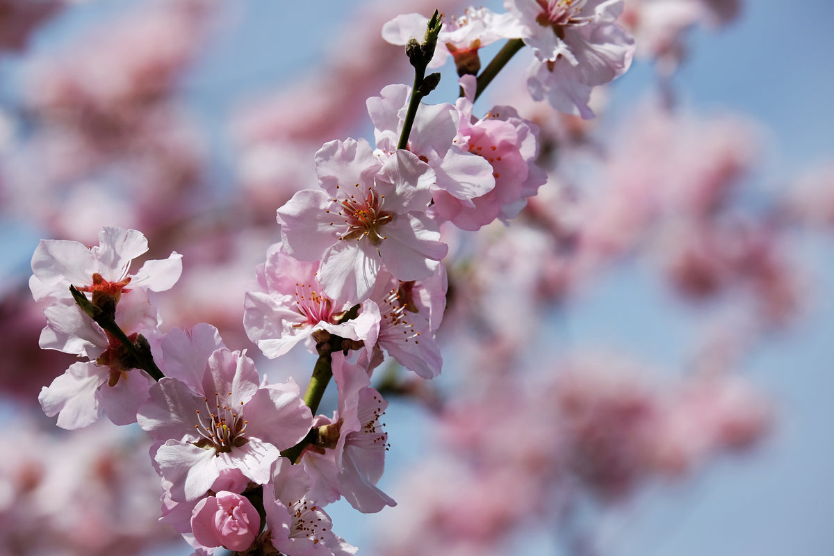 3-piece-acrylic-print-japanese-cherry-tree-close-up