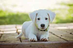 aluminium-print-cute-dog-baby