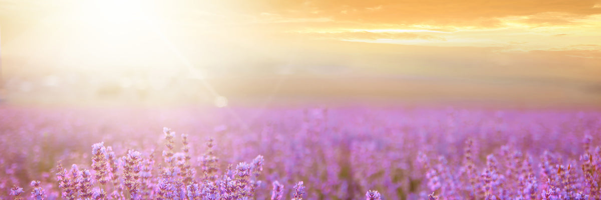 panoramic-poster-print-sunset-in-lavender-field-panorama