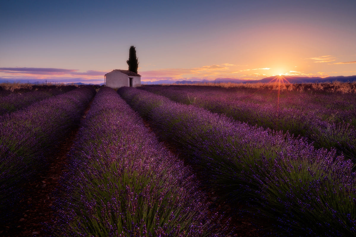 acrylic-print-provence-lavender-x